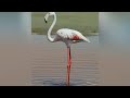 Impact of Fishing on Ecosystems
