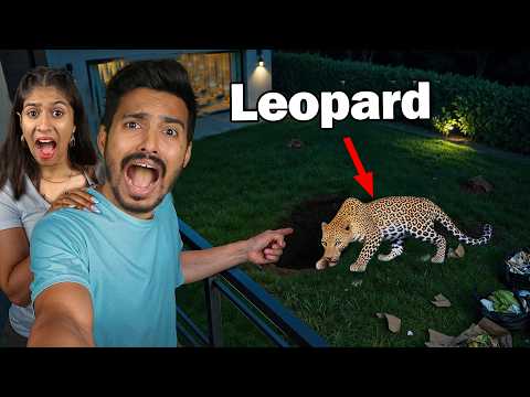 Leopard Broke Into Our Backyard| What Happened Next Will Shock You!