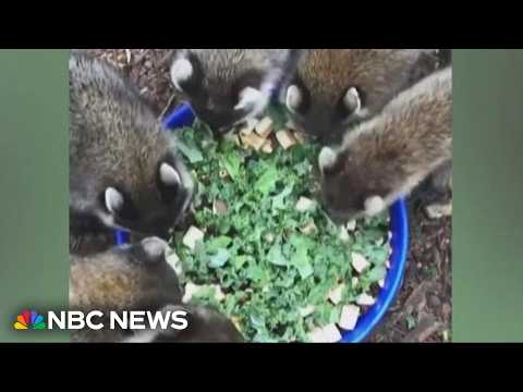 Mississippi wildlife rescue saves baby raccoons and teaches them to survive in the wild