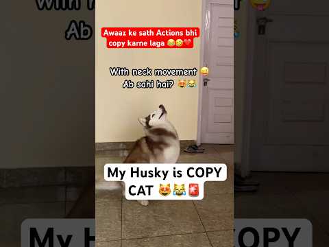 My Husky COPIES me😂❤️ #shorts #husky #funny