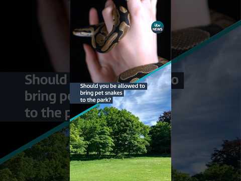 Should pet snakes be allowed at the local park #itvnews #scotland #snakes #animals
