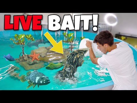 Dumping DOZENS Of LIVE FISH Into My POND!! In this video, We cast net a ton of bait fish to feed to my giant saltwater fish!! Enjoy!