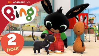 Cat, Show and MORE | 2+ Hours | Full Episodes Compilation | Bing English