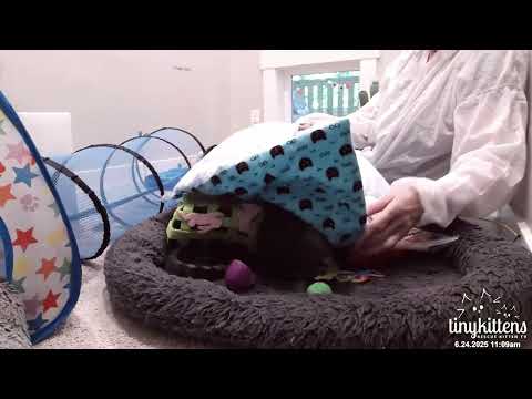 Celestine's Nuts Suitcase Packing! June 24 2025