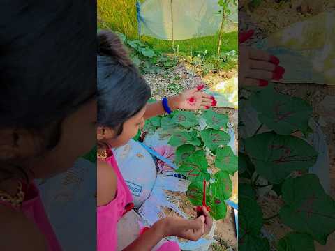 क्या बना दी पत्तों पर #shorts #shortsvideo