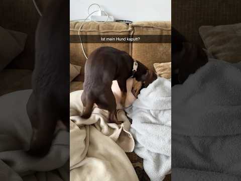 Ist mein Hund KAPUTT?