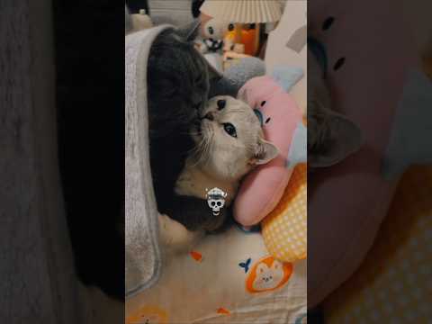 CAT GIRLFIREND #trolledit  #catvideos #catlovers #tranding #catshorts #catlove #shorts  #funny