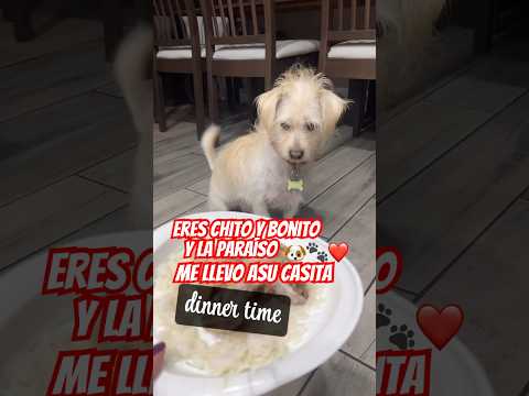 Oyea tiempo de cenaryummy 🐶🐾🦴😋