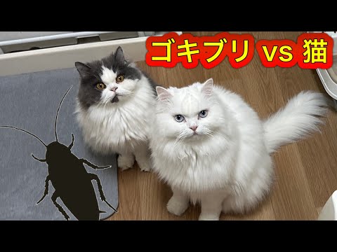 巨大ゴキブリに猫と飼い主が大絶叫