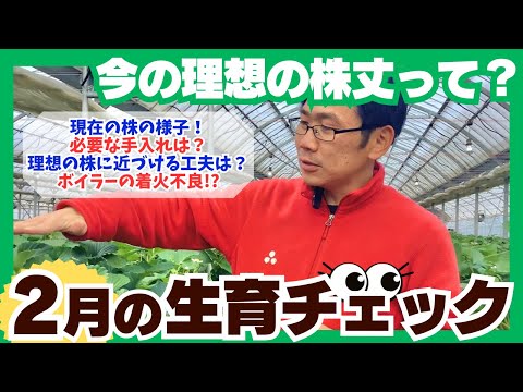 【いちご栽培】2025年2月の株の生育チェック