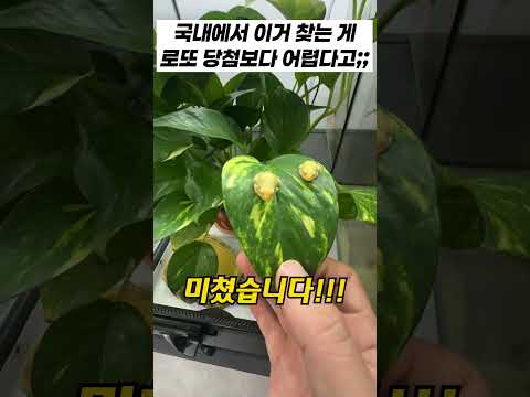 로또보다 더 찾기 어렵다는데ㄷㄷ