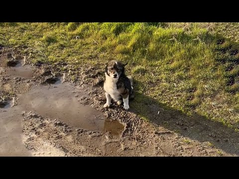 The Dog Cried and Ran to Beg for Help to Every Car on the Road