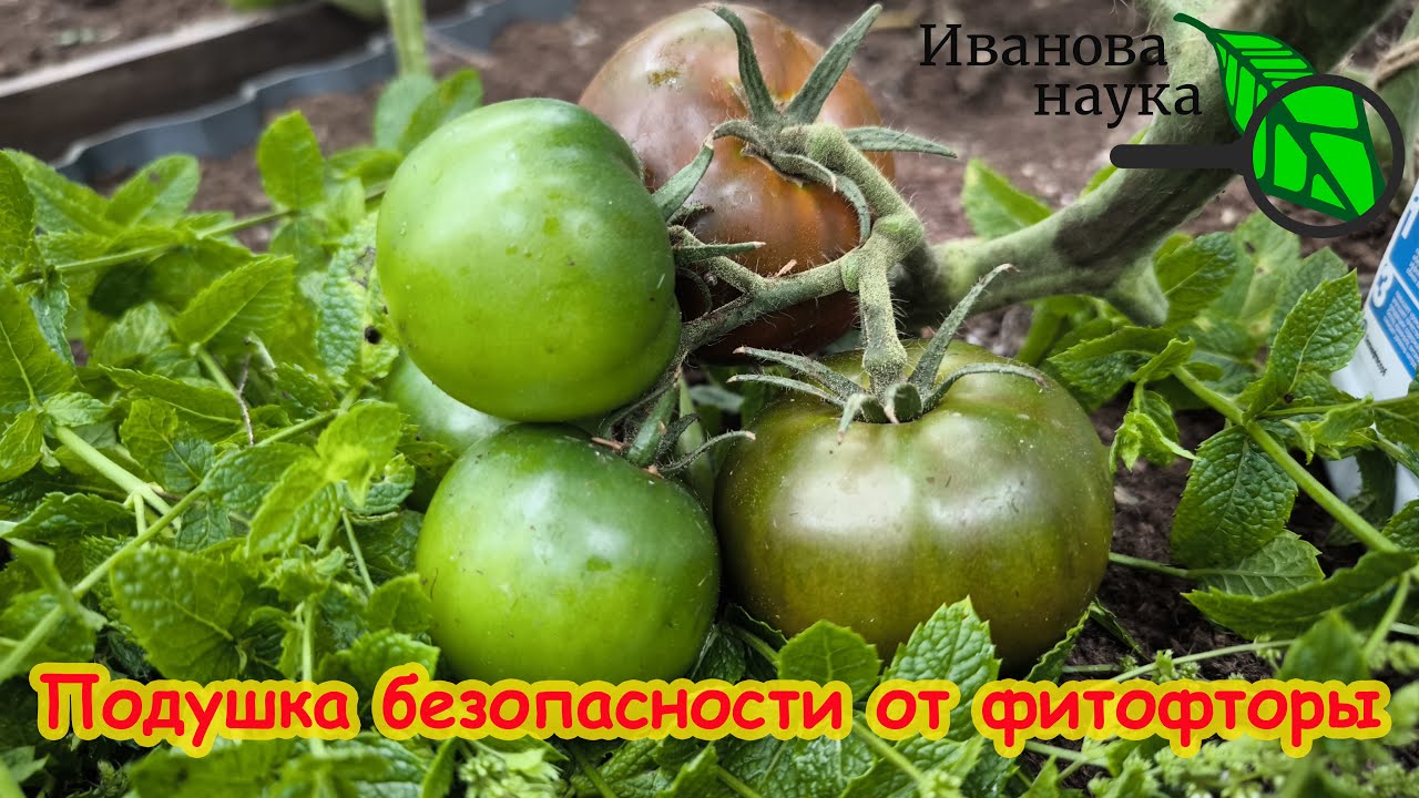 Фитофтора погибает мгновенно: без химии и опрыскиваний! Забудьте о фитофторе на томатах и картофеле