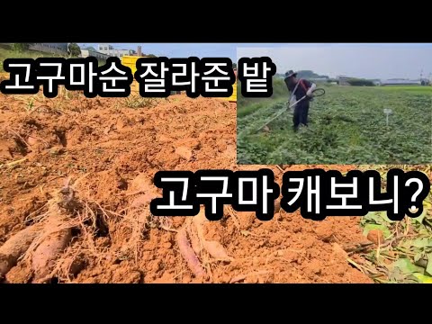 7월에 예초기로 무성한 고구마잎 잘라 준곳 캐보니 ~ A lot of sweet potatoes. 자색고구마 캐기 체험    9일 토요일 신청하세요 010-7636-5078
