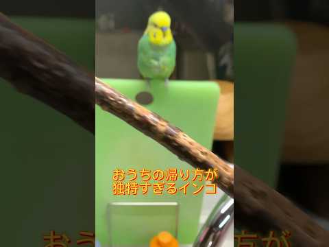 お家へ帰るインコちゃん #セキセイインコ #pug #パグ #インコ #おうち時間