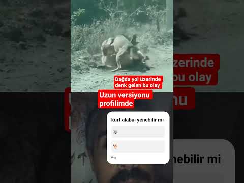 kurt ve köpek dağda teke tek