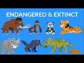 Endangered Species and Extinction Causes