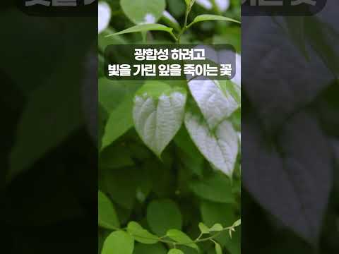 생존하기 위해 #골라듄다큐 #shorts