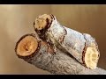 Discovering Nature's Masterpieces: Camouflaged Animals and Insects