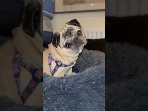Sleepy Pug Dog 🥱 #pug #cutedog #dogshorts