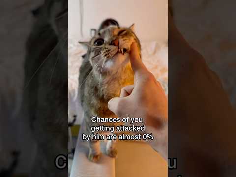 What are the odds of being attacked by cat? #cat
