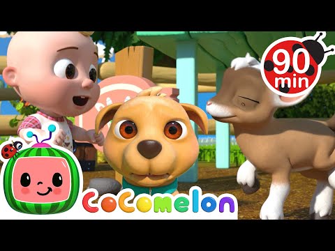 Bingo com Ciúmes🐶🧑‍🌾 |  CoComelon | Músicas Infantis e Desenhos Animados em Português