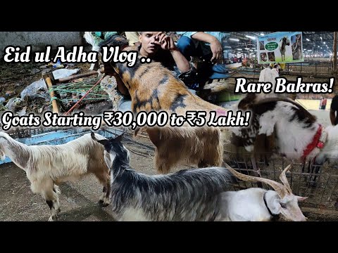Deonar Mandi 2025 | India's Biggest Qurbani Market 🐐🔥 | Eid ul Adha Vlog