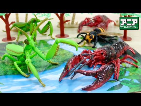 本物みたいにリアルな昆虫! 【アニア】AL-31 アメリカザリガニ & AL-32 オオカマキリ