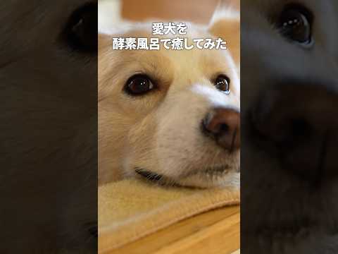 愛犬を酵素風呂に連れて行ったら帰れなくなりました… #大型犬のいる生活 #ゴールデンレトリバー #車中泊