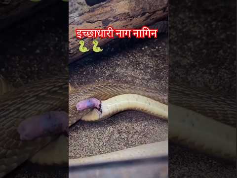 इच्छाधारी नाग नागिन के प्रेम 🐍🐍 har har Mahadev 🙏#snake #video #funny #song #watersnake