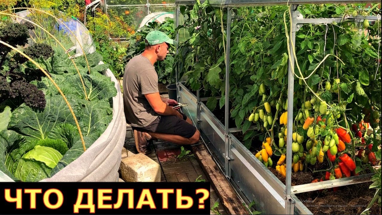 Нет теплицы, растения болеют. Выход есть!