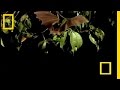 Bats: Species and Behavior