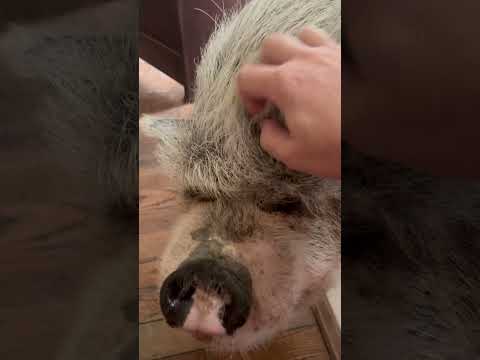 #attentionhog is at it again. #smcfritters #pigsof #pigsofyoutube