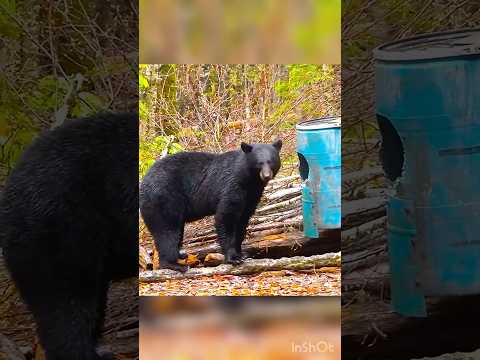 Охота на медведя: опасная встреча в лесу #shorts #shortsviral #shortsfeed #bearhunting
