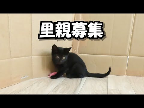 小さな赤ちゃん猫を保護しました【里親募集中】