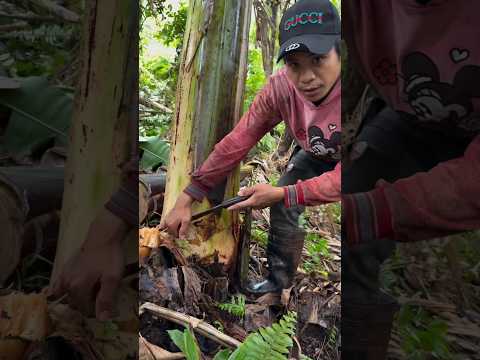 Pinaka magandang variety Ng Abaca #abacafarming #teampalautog #shorts
