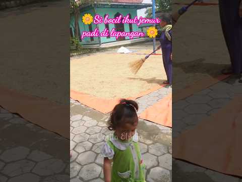 Bocil ikutan bantu jemur padi saat bulan puasa #minivlog #vlog #shorts