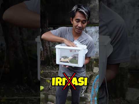 PERTAMA KALI LIAT GECKO MOLTING DI KANDANG NYA