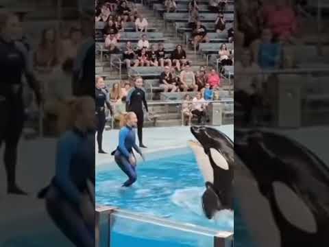 Jessica Radcliffe & the Killer Whale 
