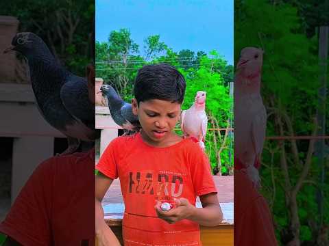 কাট্টুস বন্ধু দোকা🕊️❤️#animalকাটুস#kabutar #shorthistory#নাসিম#love#pigeon#CATOON#কবুতর#shorts#পাইরা