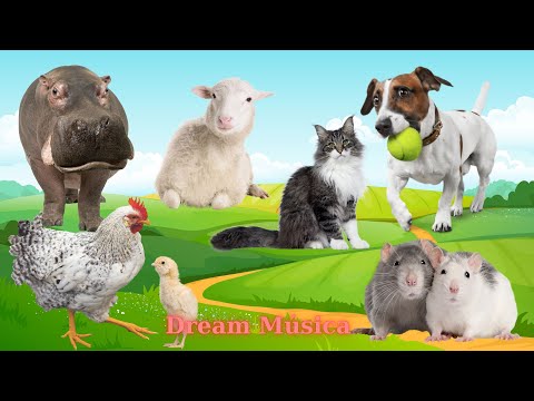 Diverse Sounds of Farm Animals: Dog, Sheep, Cat, Chicken, Mouse - Animal Sounds