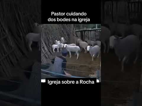 Pastor com Bode | Thiago Sandim @Camilasandimoficial | Igreja sobre a Rocha