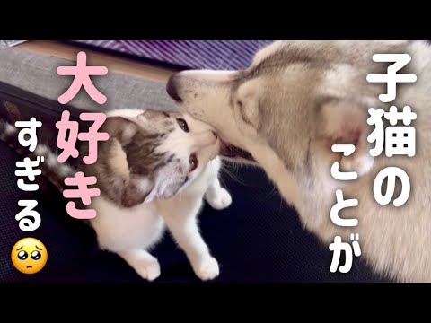 子猫のことが好きすぎて堪らないハスキー姉妹