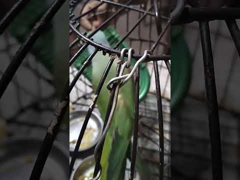 Parrot with mirror || Anand Kumar's#trend#viralshorts