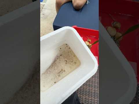 MEU LAGO DE SAPO *quase deu tudo errado