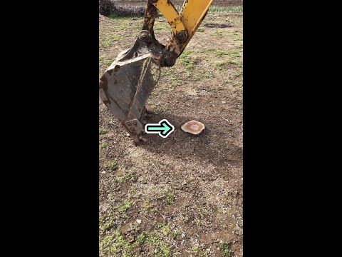 新手跟老手挖樹樁的區別 #平安挖掘機培訓教學