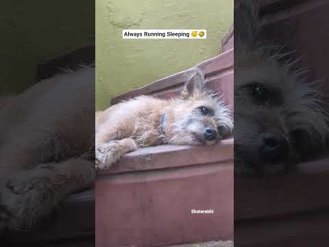running 💨 sleeping 😀😴 #please_subscribe_my_channel #love #viewskaisebadhaye #funny #cute #pets