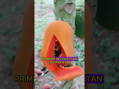 ¿Por qué cortaron los árboles de mango?#knowledge