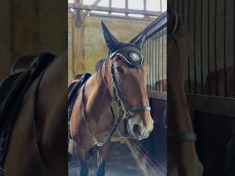 DÉCOUVERTE D’UNE ÉCURIE DE DRESSAGE 🐴 #dressage #équitation #equestrian