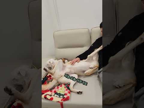 뭐하는거 없는거 같은데~ #shorts #챌린지 #웃긴영상 #cute